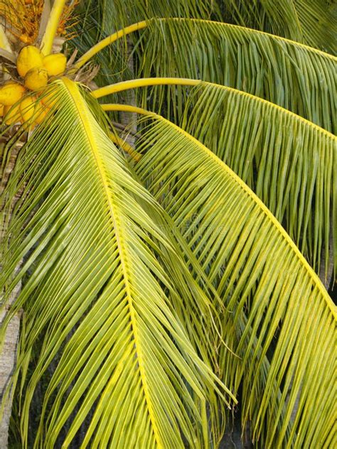 Palmeras Del Coco Foto De Archivo Imagen De Oriente 37177236