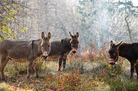 Más De 1 000 Imágenes Gratis De Burros Y Naturaleza Pixabay