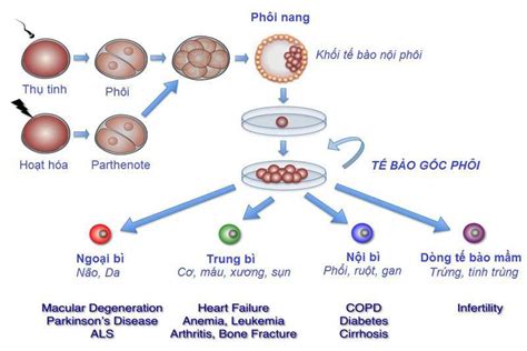 Tế bào gốc là gì và vai trò của tế bào gốc Vinmec