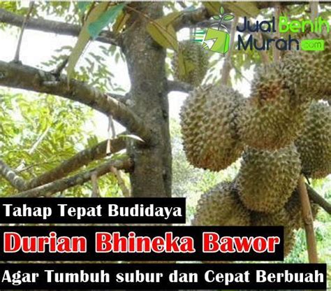 Inilah Panduan Mudah Budidaya Durian Bhineka Bawor Agar Tumbuh Dengan