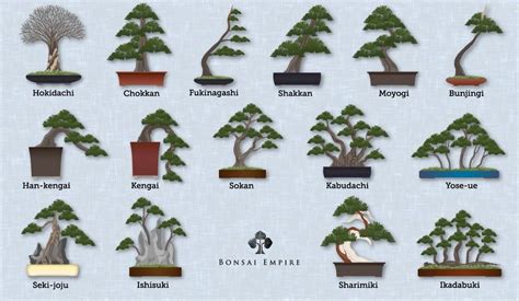 Bonsai