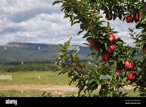 Apple Orchard Upstate New York Hi Res Stock Photography And Images Alamy