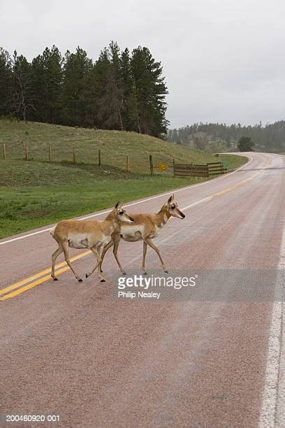 Pronghorn Fence Photos And Premium High Res Pictures Getty Images