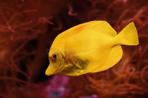 Yellow Tang Saltwater Fish Stock Photo Image Of Bottom 24525414