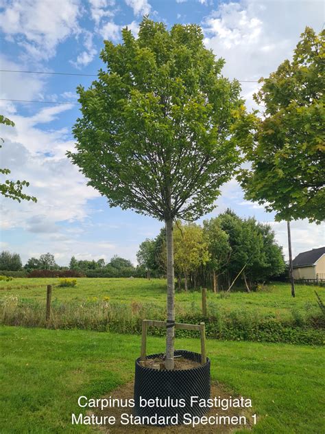 Carpinus Betulus Fastigiata Mature Standard Specimen Caragh Nurseries