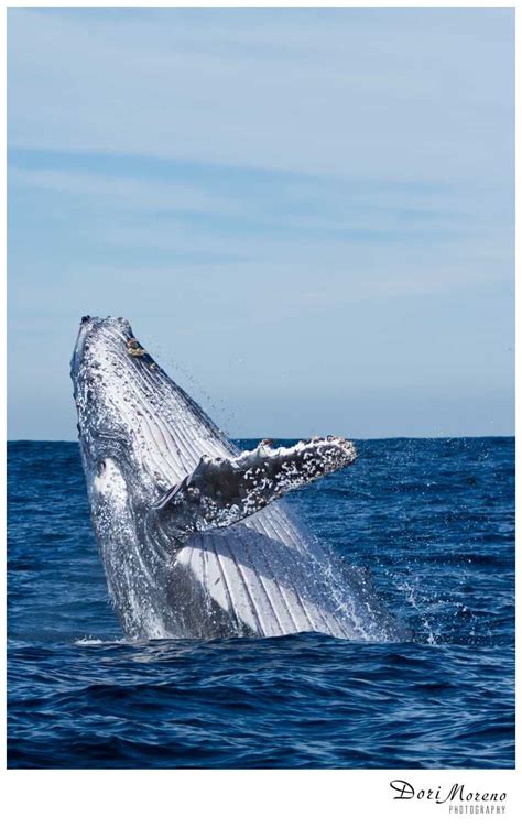 Humpback whale breach, South Africa