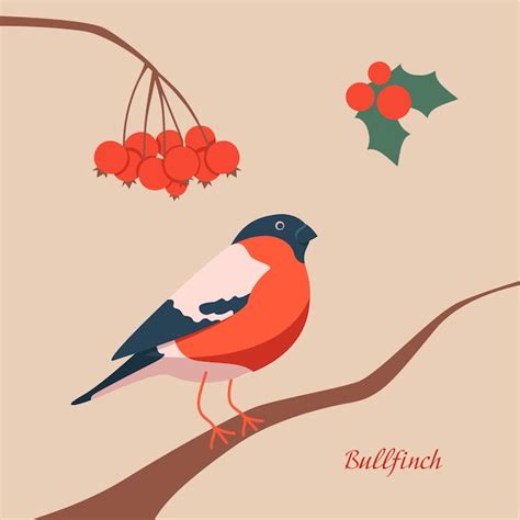 Premium Vector Bullfinch Sitting On A Branch With Rowan Winter Bird