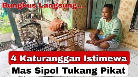 Perkutut Katuranggan Lokal Aiam Dari Mas Sipol Pemikat Perkutut