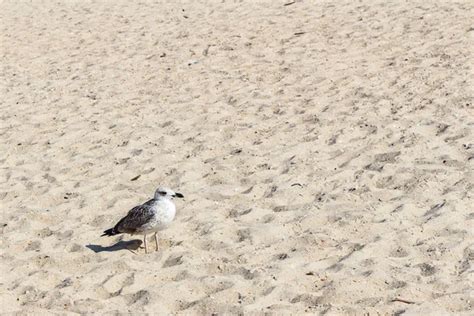 Seagull Poop Stock Photos Royalty Free Seagull Poop Images Depositphotos