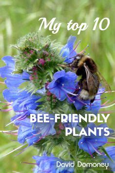 220 Bee Friendly Garden Ideas Bee Friendly Bee Bee Friendly Garden