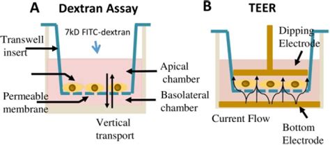 Schematic Description Of Transendothelial Permeability Open I