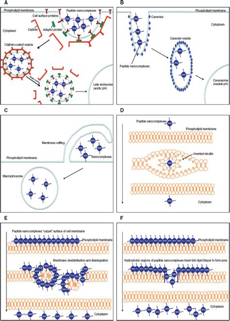 Designer Peptide Delivery Systems For Gene Therapy