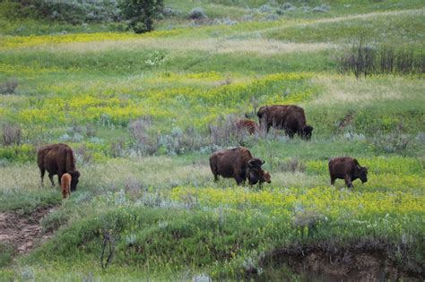 Top 10 National Park Wildlife Conservation Success Stories - The ...