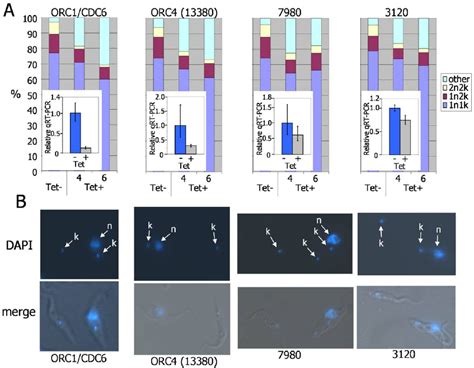 Effect Of TbORC1 CDC6 TbORC4 Tb7980 And Tb3120 RNAi On Procyclic Form