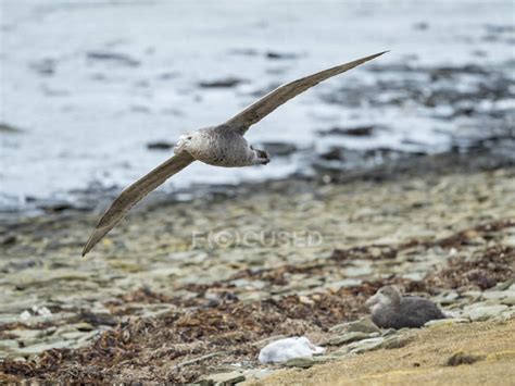 Petrel Gigante Del Sur Fotos De Stock Im Genes Sin Royalties Focused