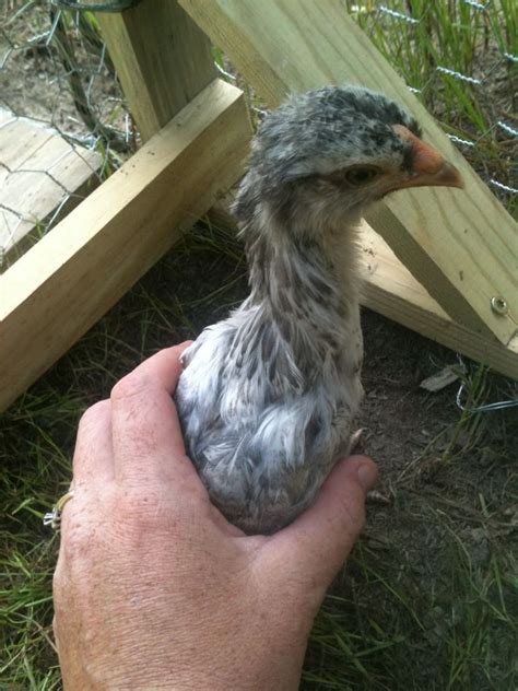 Sex Game Pic Heavy BackYard Chickens Learn How To Raise Chickens