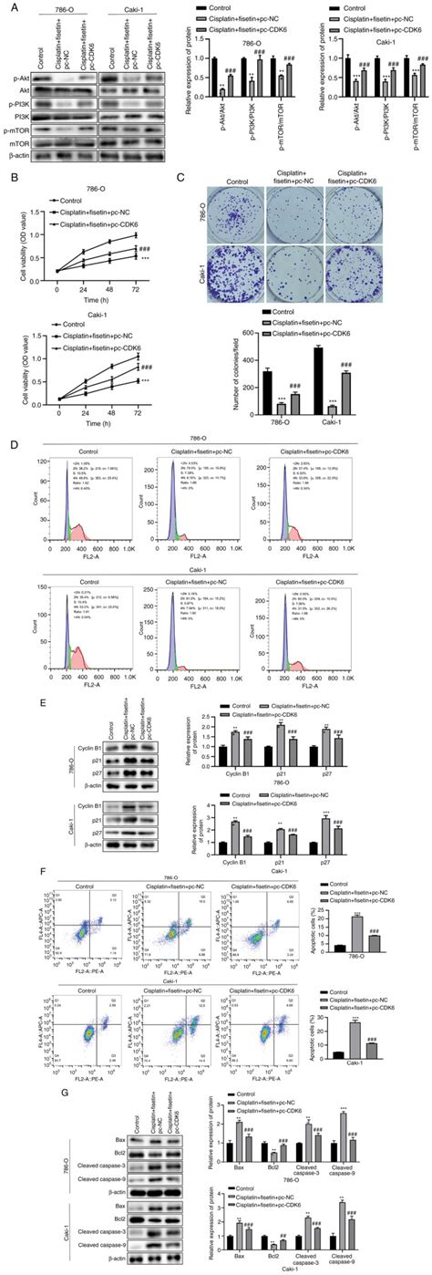 Caspase 9 Cell Signaling Technology Inc Bioz