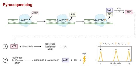 Next Generation Sequencing Ngs Definition Types