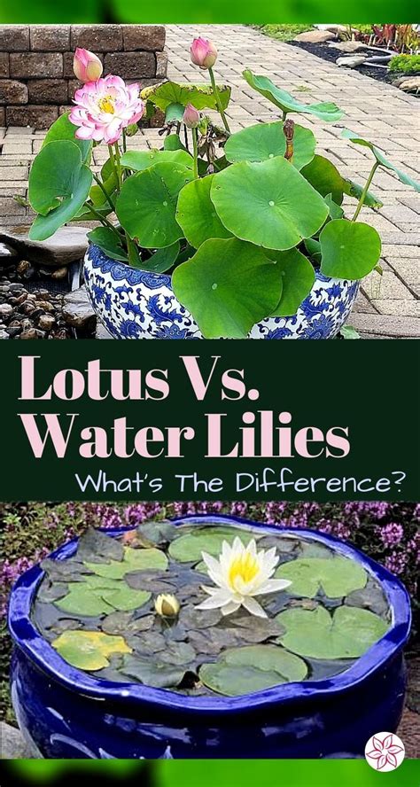 In The World Of Flowering Aquatic Plants Nothing Beats A Water Lily Or