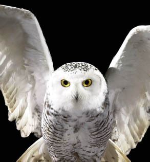 What do you think about Hedwig's death in the Deathly Hallows? - Harry Potter Answers - Fanpop