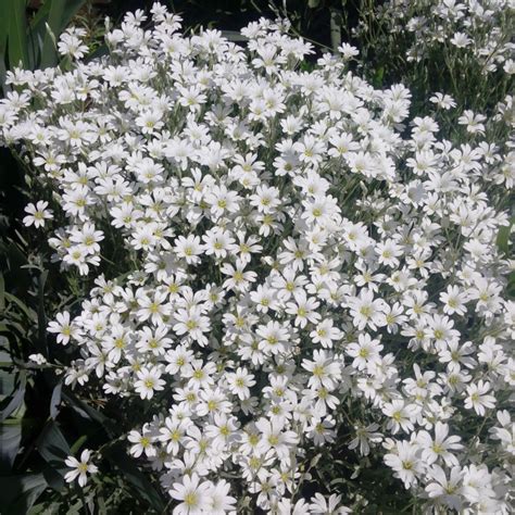 Lana Caprelor Cerastium Tomentosum