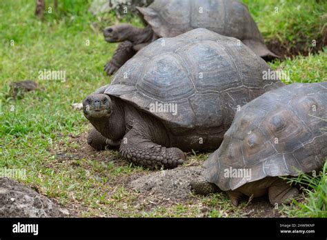 Galapagos Islands Giant Tortoises Standing In Grass On Santa Cruz