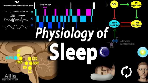 Explain The Causes And Pathophysiology Of Sleep Apnea Youtube