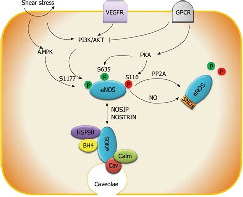 The molecular regulation of endothelial nitric oxide synthase activity ...