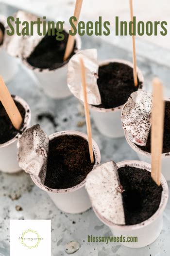 Starting Seeds Indoors Hacks Diy Containers Tips Eggshells