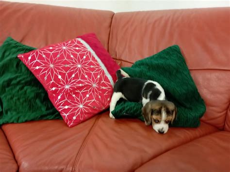 Śliczna Beagle suczka Tylice OLX pl