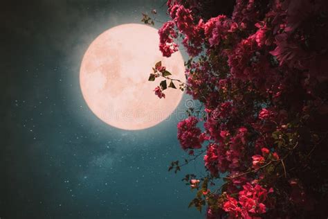 Beautiful Pink Flower Blossom In Night Skies With Full Moon Stock