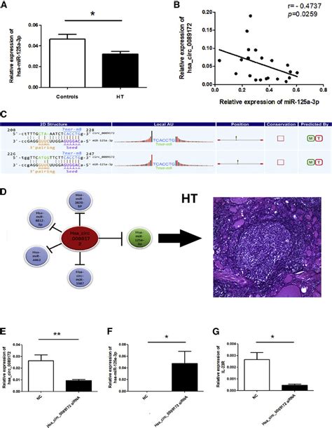 Interaction Between Hsa Circ And Hsa Mir A P In Hashimoto S