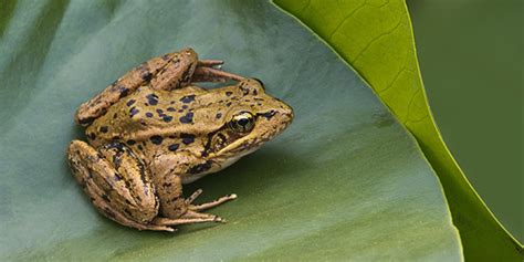 California Red Legged Frog National Wildlife Federation