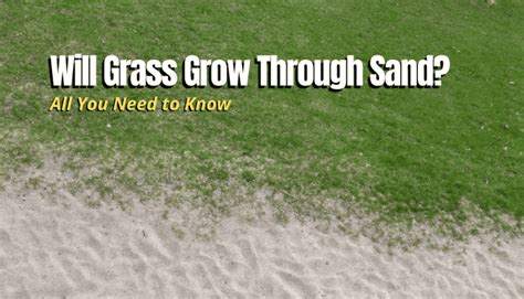 Will Grass Grow Through Sand All You Need To Know The Backyard Pros