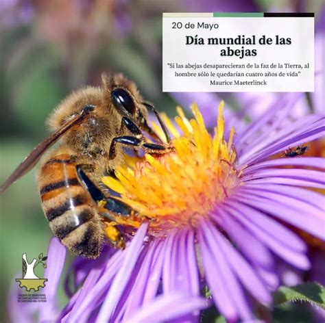 20 De Mayo Día Mundial De Las Abejas Colegio De Graduados En