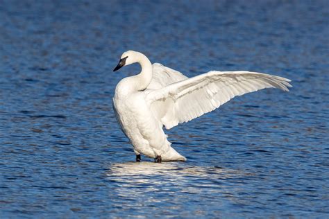 Trumpeter Swan — Eastside Audubon Society