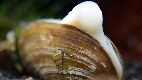 Asian Gold Clam Care Feeding Size Tank Mates Video