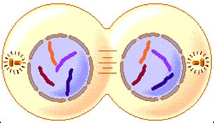 Telophase Diagram Labeled