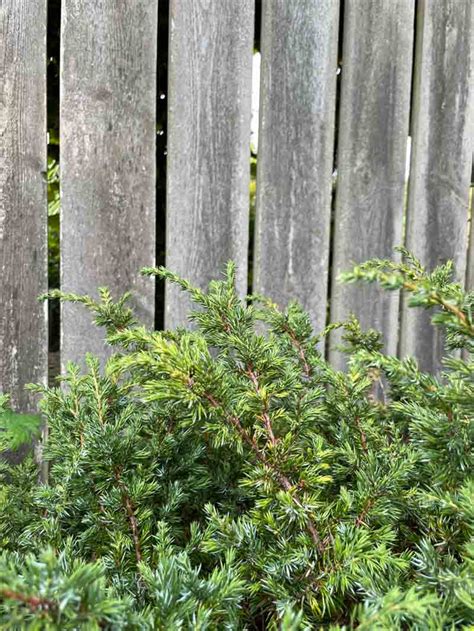 Juniperus Communis Repanda En Stångby Plantskola