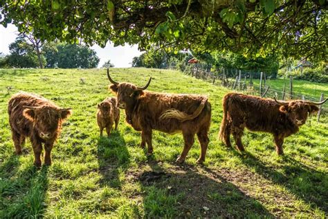 Highland Cattle: Get to Know This Sweet, Gentle Breed