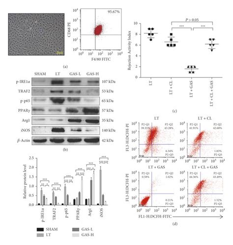 Gas Acts Mainly On Intrahepatic Macrophages In Liver Transplantation