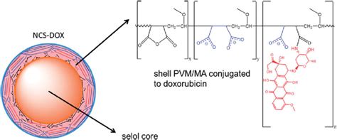 Schematic Representation Of Ncs Dox Nanocapsules Containing Selol And