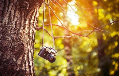 Wallpaper Sunlight Forest Nature Branch Yellow Camera Light