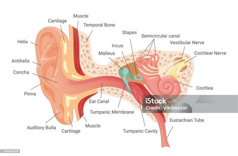 Anatomy Of Human Ear Infographic Scheme Vector Flat Illustration Inner Structure Hearing