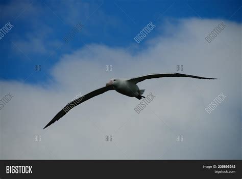 Wandering Albatross Image & Photo (Free Trial) | Bigstock