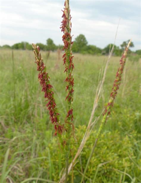 Eastern Gama Grass Npat