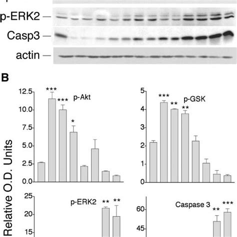 Pi3k Inhibitors Prevent Igf I Mediated Phosphorylation Of Akt And Gsk3