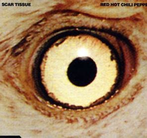 Scar Tissue By Red Hot Chili Peppers Song Meanings And Facts