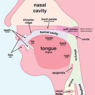 Ipa Chart For Pulmonic Consonants Courtesy International Phonetic