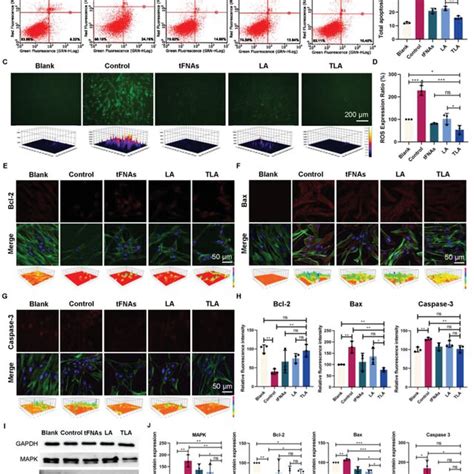 Rosmediated Cell Apoptosis And Apoptosisrelated Protein Expression In